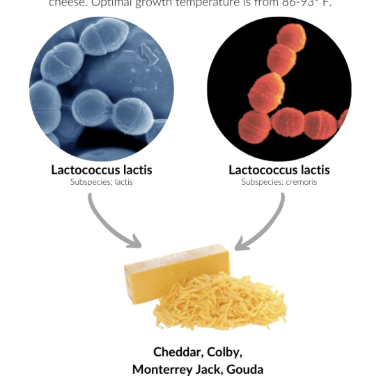 <p>these cultures are used to make a variety of low temperature and fresh cheese. optimal growth temperature is from 86-93 F</p>
