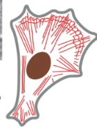 <p><strong>1/3 major types of protein filaments that form the cytoskeleton</strong></p><ul><li><p>helical polymers of actin (protein) → flexible structures with a diameter of 8 nm that organize into a variety of linear bundles, 2D networks, & 3D gels</p></li><li><p>Actin filaments are dispersed throughout the cell</p><ul><li><p>most highly concentrated in the cortex, just beneath the plasma membrane</p></li></ul></li><li><p>actin subunits assemble head-to-tail to create flexible, polar filaments</p><ul><li><p>plus end (barbed) grows much more & faster than minus end (pointed)</p></li></ul></li><li><p>ex) when the actin cytoskeleton is rapidly assembled/reassembled, the cell can be pushed to move from a section of cell</p></li></ul><p></p><p>accessory proteins & motors act on this</p><p></p>