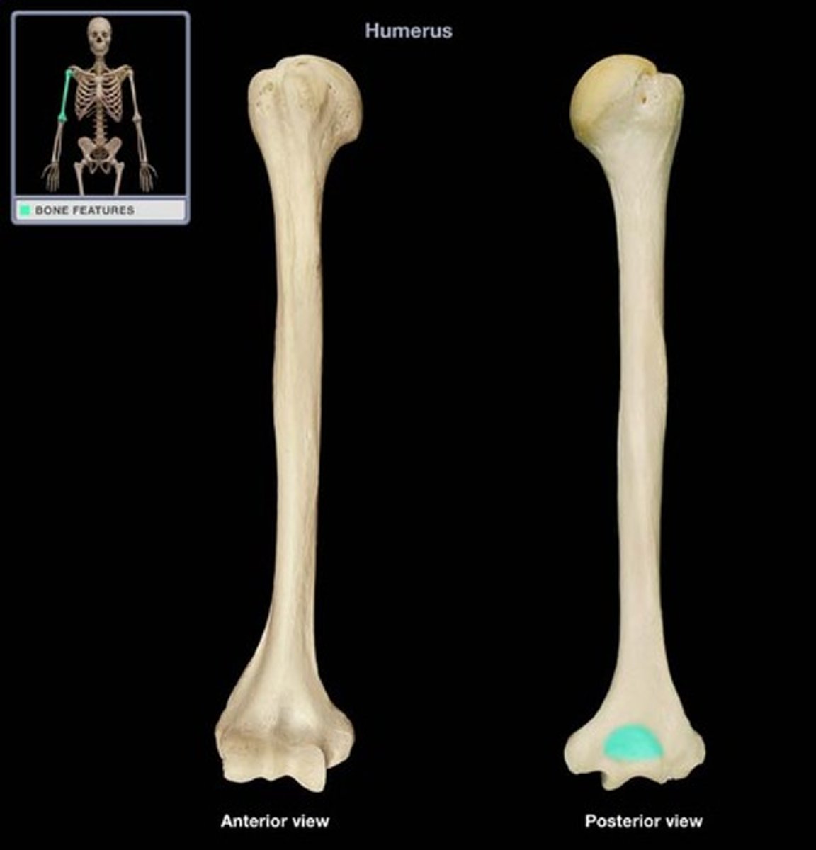 <p>located on the posterior side of the distal end of the humerus superior to the trochlea and articulates with the olecranon process of the ulna</p>