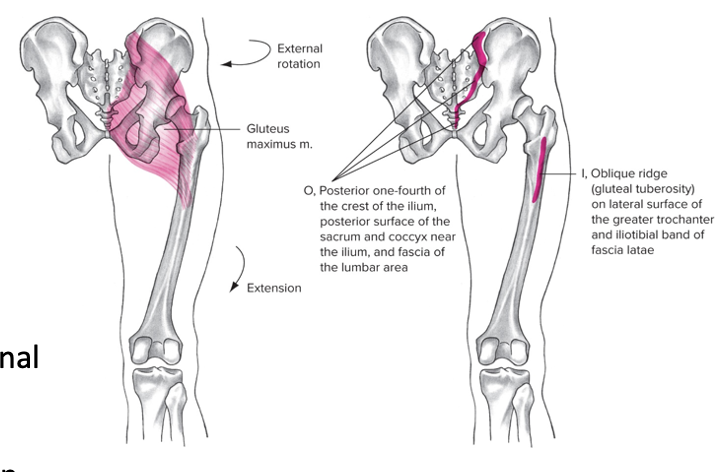 Posterior 

Origin: iliac crest, sacrum, coccyx 

Insertion: posterior femur 

Action at hip: Extension, adduction, external rotation, abduction of flexed hip

Action at pelvis: backward tilt 