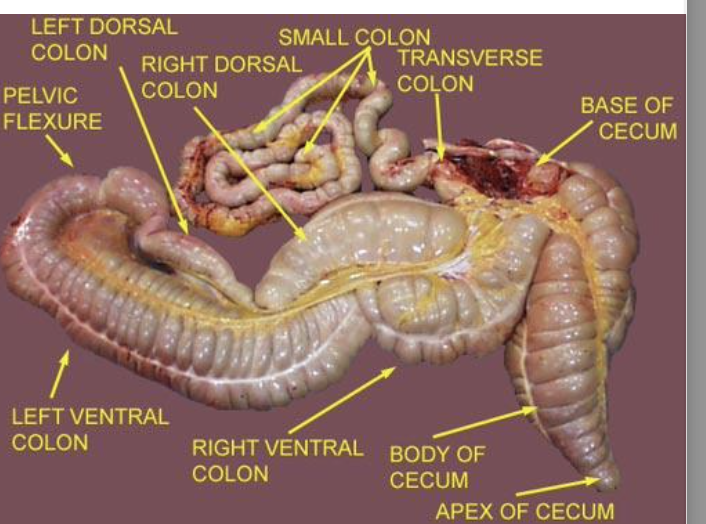 Large intestine also has?