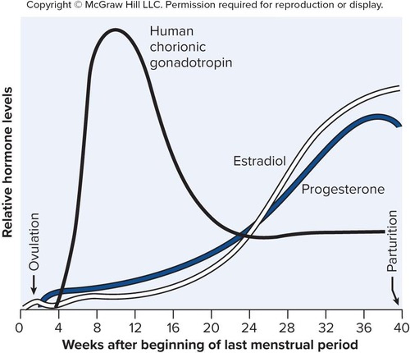 <p>Stimulates the corpus luteum to secrete progesterone and estrogen; detectable in urine 8-9 days after conception.</p>