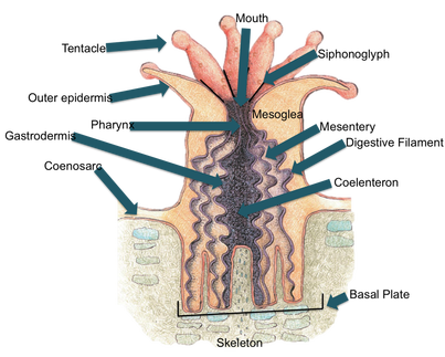 <p>a gut like cavity in phlyum cnidaria that is surronded by the body wall; ringed by tentacles </p>