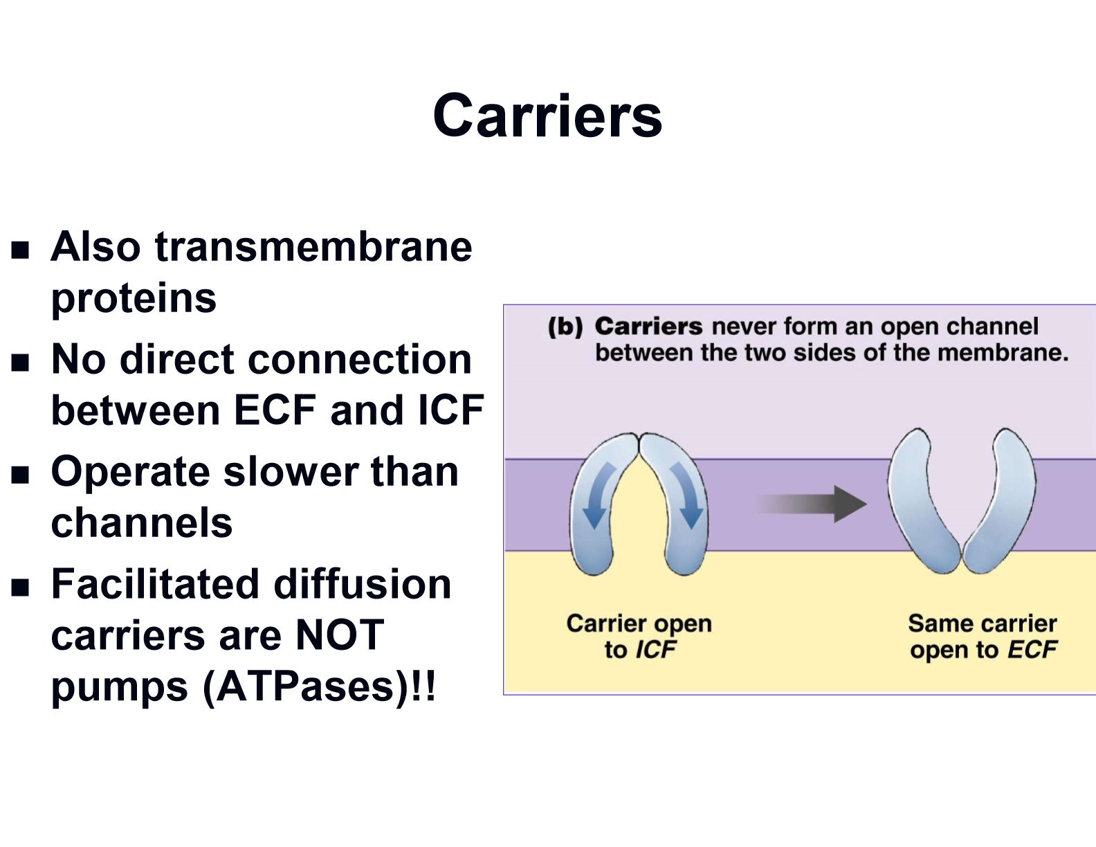 <p>No &amp; no (pumps are like ATPases - active transporters &amp; they are never open to both ECF or ICF at the same time like channels)</p>