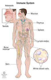 <p>What is the immune system</p>