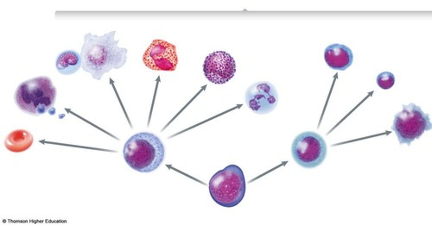 <p>Cells that differentiate into blood cell types.</p>