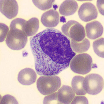 <p>What cell is this?</p>