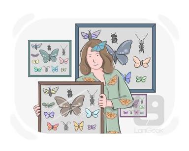 <p>collect (v) - collection (n)</p>