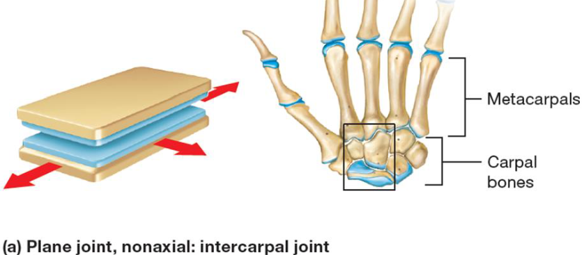 <ul><li><p>Synovial joint</p></li><li><p>Least mobile</p></li><li><p>Between 2 flat surfaces</p></li></ul><p></p>
