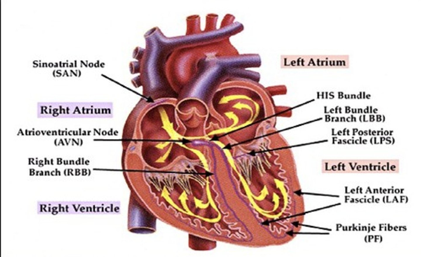 <p>The rapid rise and fall of electrical membrane potential leading to muscle contraction.</p>