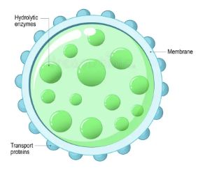 <p>contains digestive enzymes for breakdown of waste + cellular debris </p>