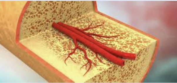 <p><span><span>Bones store minerals, mainly </span></span><strong>calcium and phosphorus</strong><span><span>. </span></span></p><p><span><span>These minerals can be released into the bloodstream when needed to maintain normal body functions.</span></span></p>