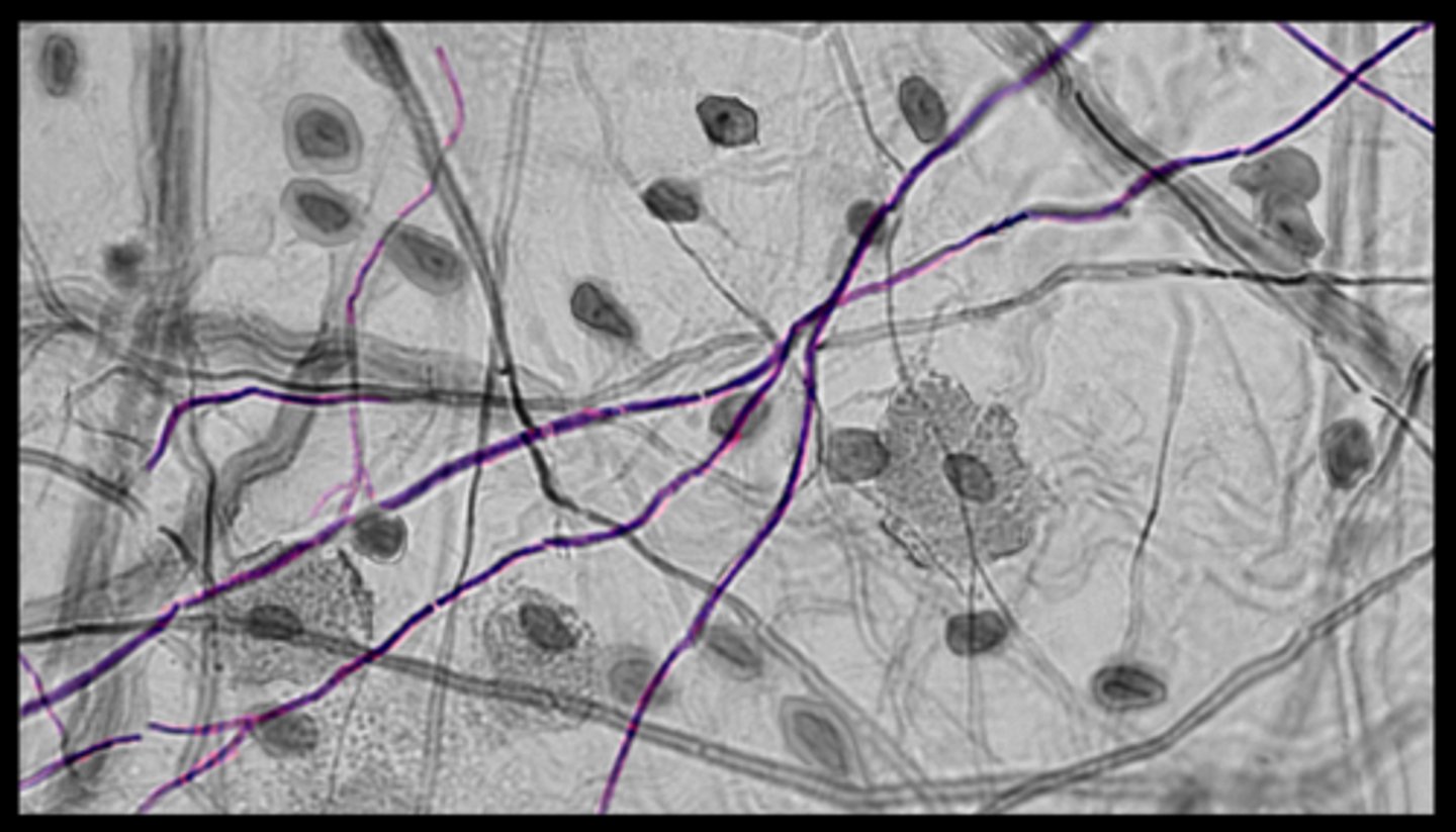 <p>thin and branched</p><p>wavy/curly</p><p>able to stretch</p>