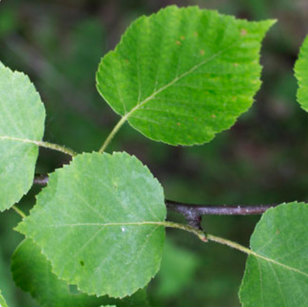 <p><em>Betula papyrifera</em></p>
