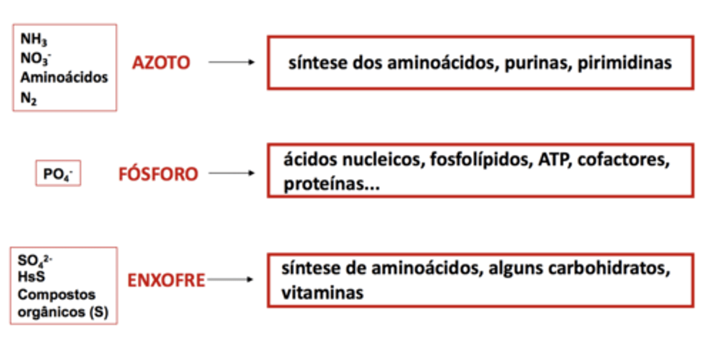 <p>→ Podem ser obtidos de <strong>compostos orgânicos azotados, fosfatados ou sulfurados</strong></p><p>→ Estes elementos para serem assimilados <strong>têm </strong>que estar na <strong>forma reduzida</strong></p><p>→ Embora estes elementos possam também ser adquiridos a partir dos mesmos nutrientes que fornecem carbono, os m.o. usualmente usam fontes inorgânicas.</p>