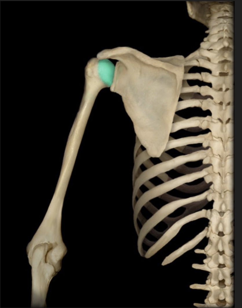 <p><span style="font-family: Arial, sans-serif; color: rgb(0, 0, 0)">proximal rounded portion which articulates with the glenoid cavity of scapula</span></p>