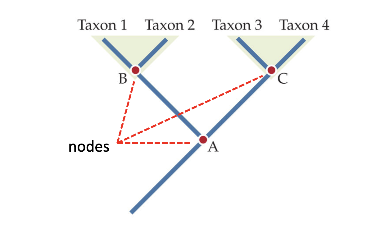 <p>Nodes correspond to historical speciation events. In simple terms, it shows when a lineage of a species splits into two. </p>