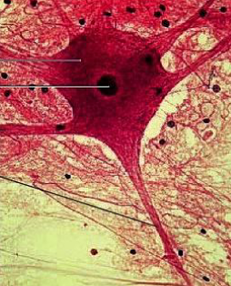 <p><span style="line-height: 107%;"><span>What are </span><strong><span>neurons</span></strong><span>?</span></span></p>