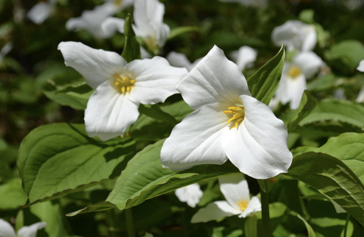 <p>Common Name: Large-flowered trillium&nbsp;</p><p>Spring&nbsp;</p><p>Perennial&nbsp;</p><p>Rich, moist forests&nbsp;</p><p>Family: Melanthiaceae&nbsp;</p><p></p>