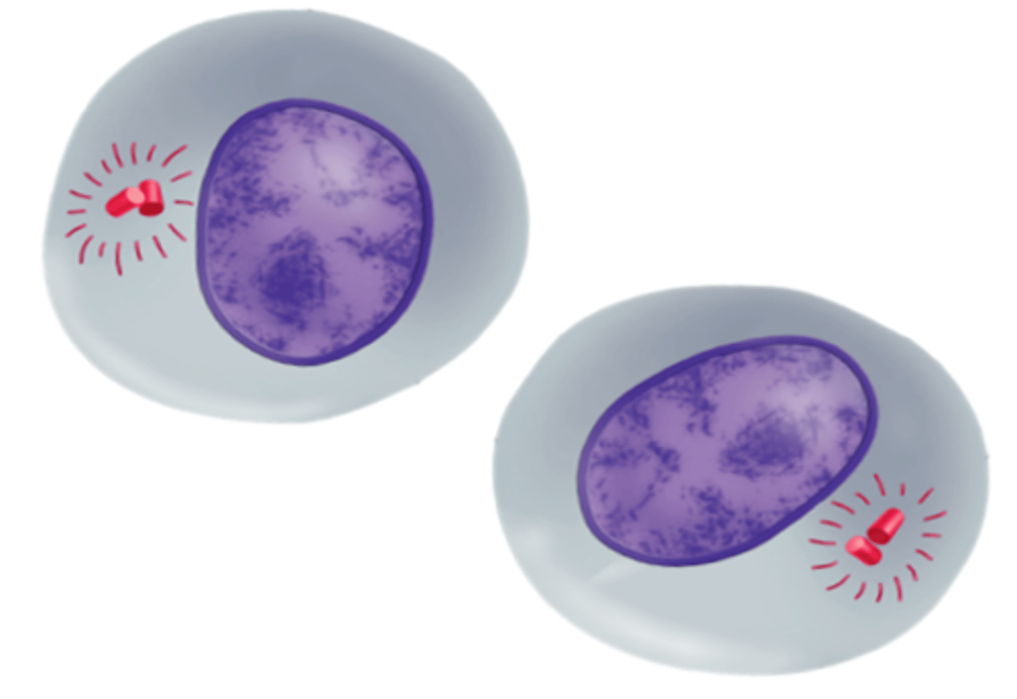<p>A stage of the M phase in which the cytoplasm pinches in half and daughter cells separate from each other; each daughter cell has an identical set of duplicate chromosomes</p>