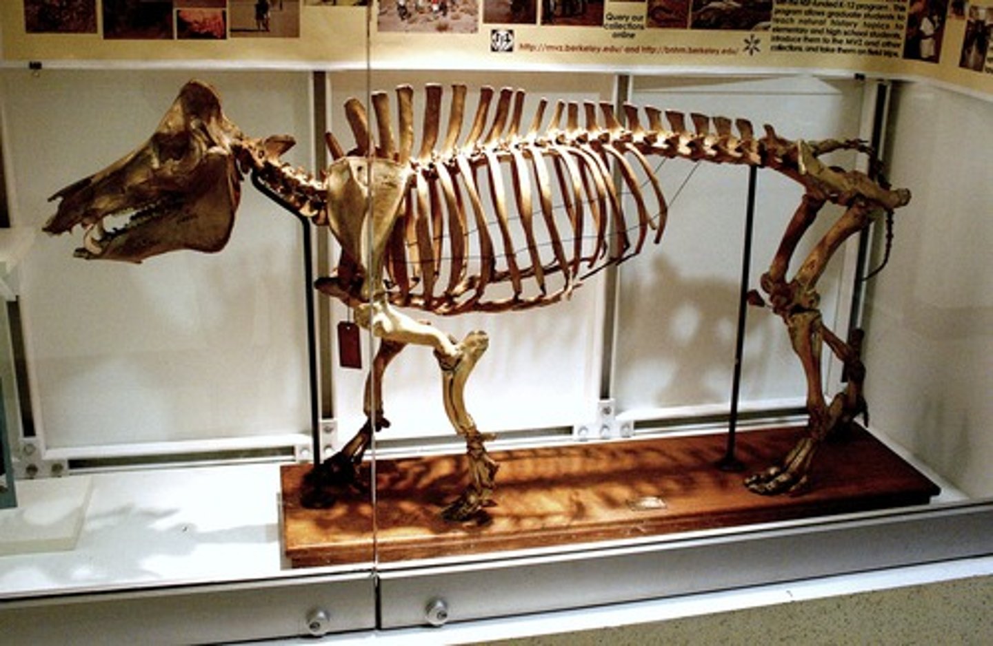 <p>Have a vertebral column</p><p>Example: mammals, birds, reptiles, amphibians, fish</p>