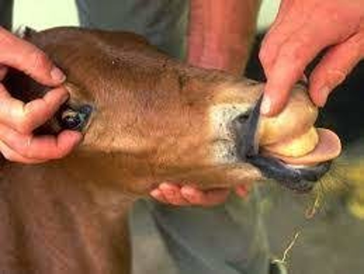 <p>A foal 20 hours old presents with pale yellow mucous membranes, discolored urine, progressive lethargy and weakness. The PCV, RBC, and hemoglobin are decreased. Bilirubin is increased and there is hemoglobinuria. Thoughts?</p>