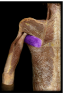 <p>Teres major - medial rotation, adduction of humerus at shoulder joint </p>