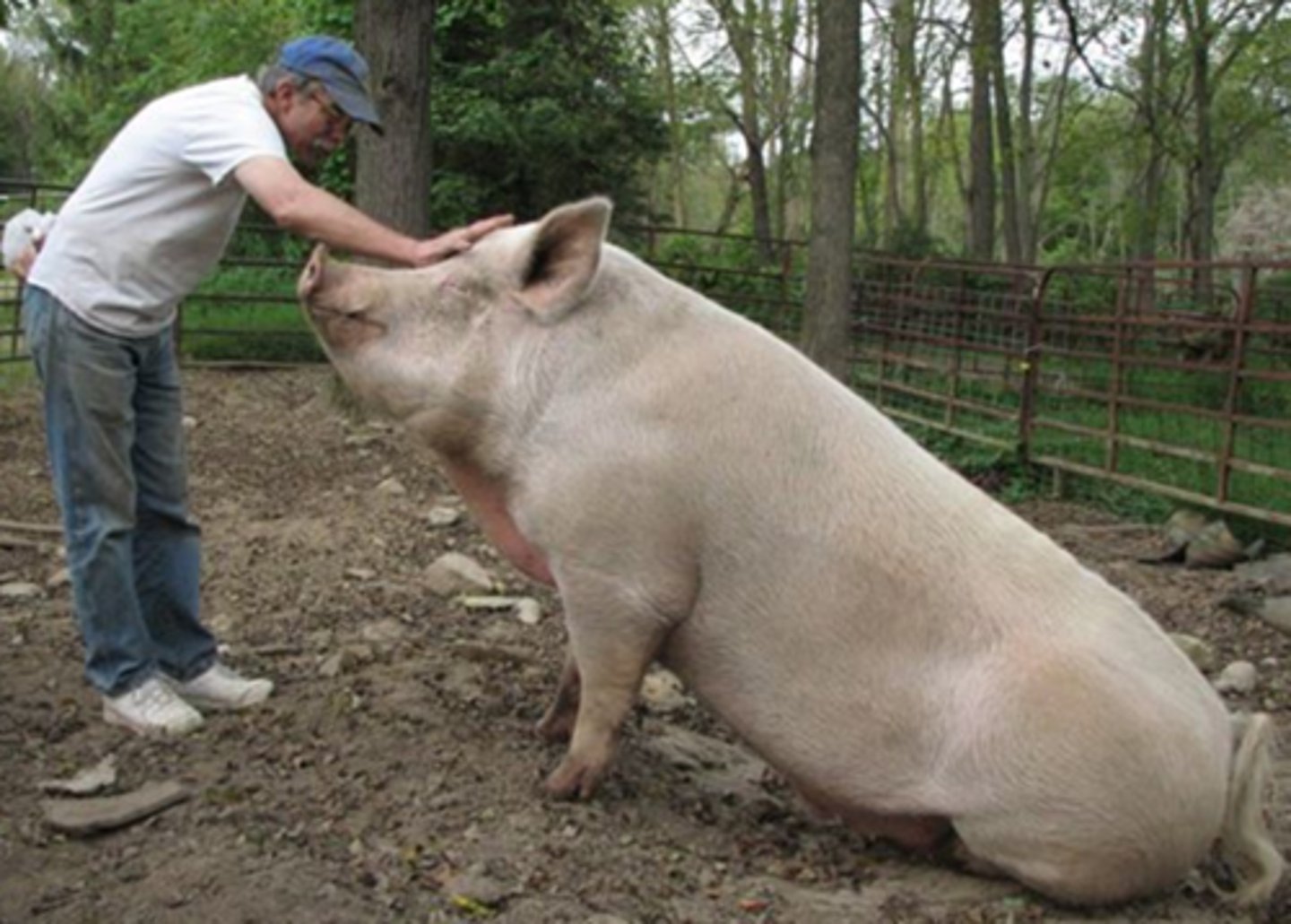 <p>•Challenging to restrain, sedate and anesthetize due to unique species characteristics</p><p>•General observation</p><p>•Rely on patient history to determine health status</p><p>•Assessing cardiovascular status and drawing blood samples are difficult to impossible</p>