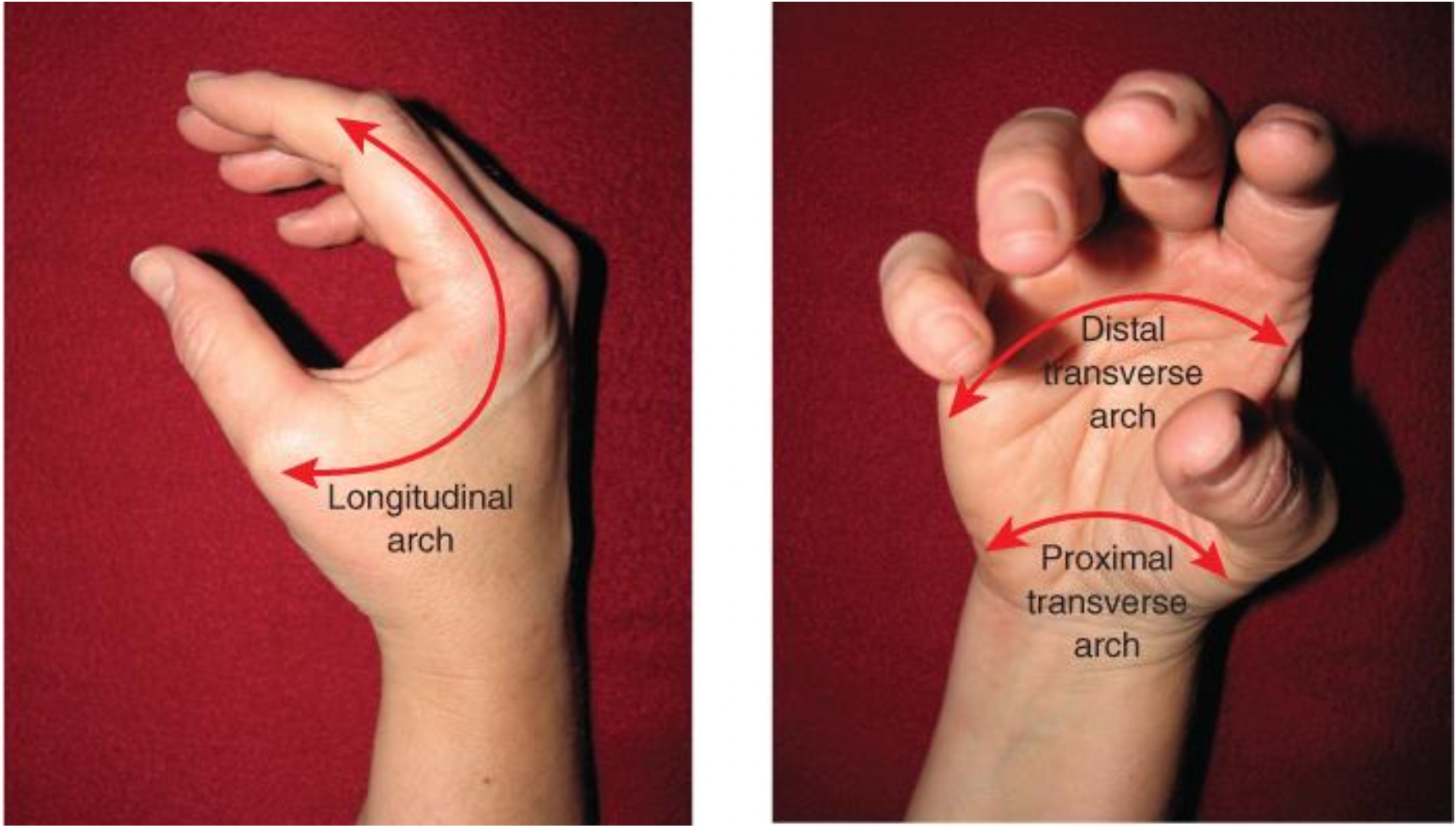 <p>1. Arche longitudinale : mobile</p><p>2. Arche proximale transverse : fixe </p><p>3. Arche distale transverse : mobile</p>