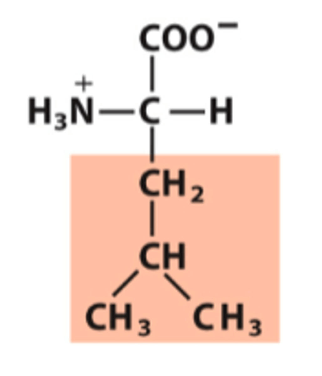 <p>What amino acid is this?</p>