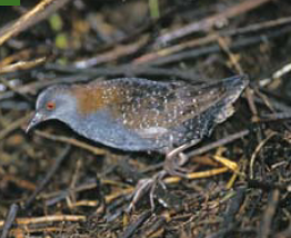 <p><span><span>Laterallus jamaicensis </span></span></p>