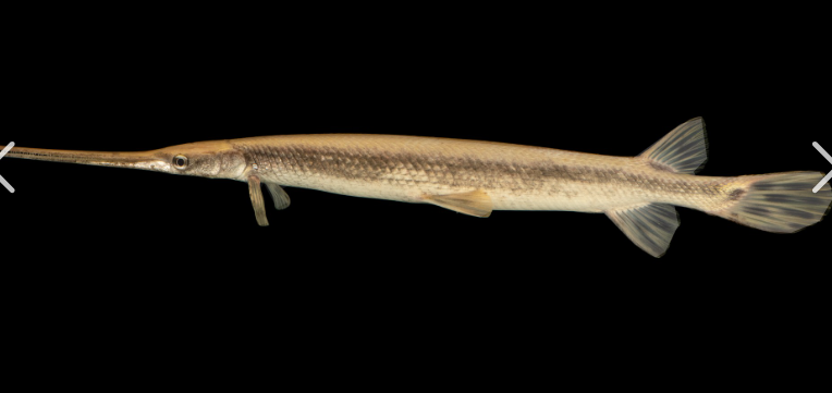 <p>What fish is this and how do you know</p>