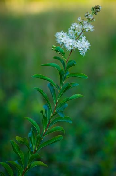 <p><em>Spiraea alba</em></p>