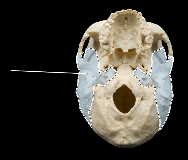 <p>Name this bone.</p><p>(Skull, inferior view).</p>