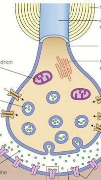 <p>label parts of the synapse</p>
