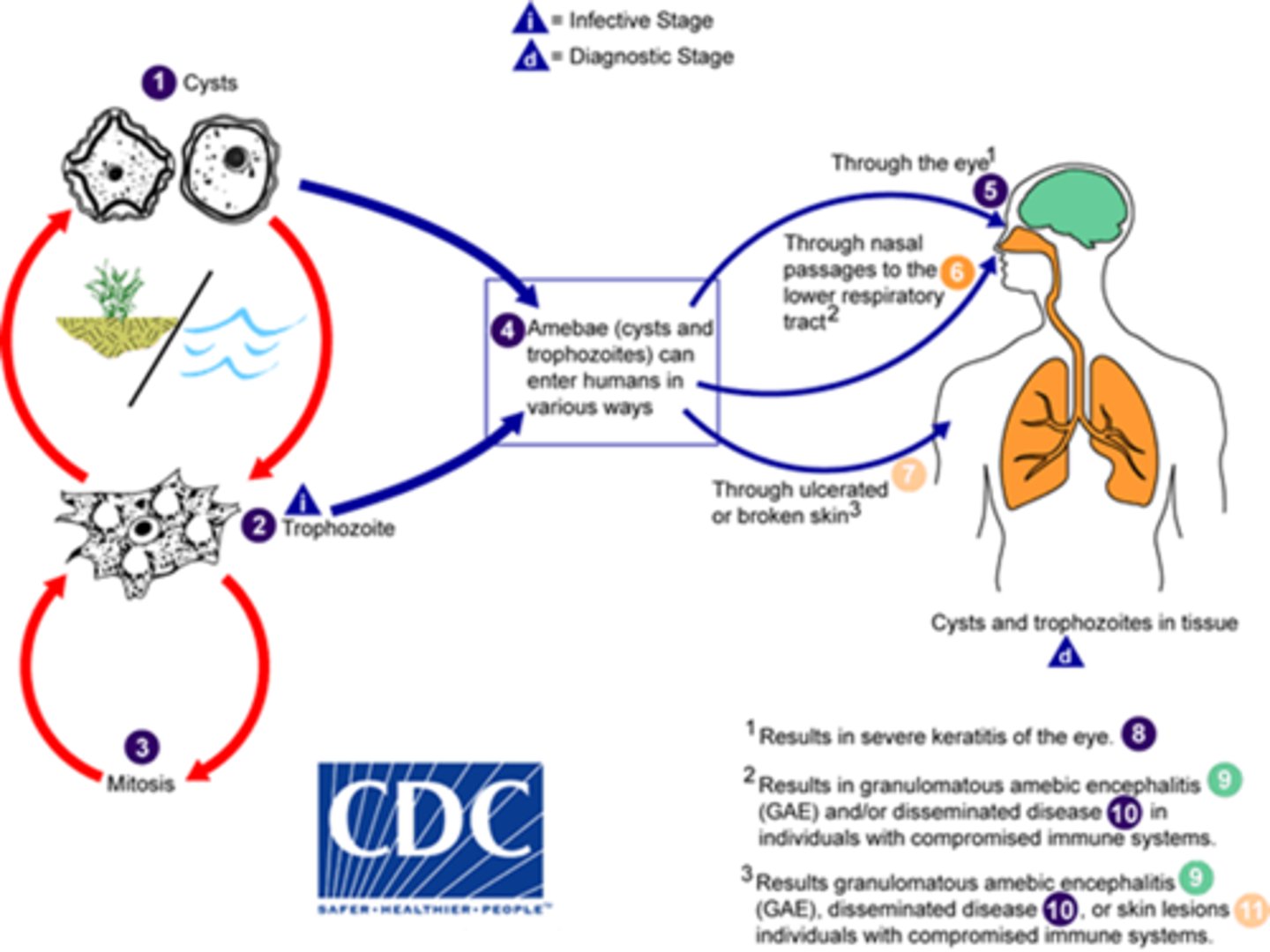 <p>Protozoa (Amoebae)</p><p>disease - granulomatous amebic encephalitis (GAE), amebic keratitis, skin ulcers</p><p>symptoms - mental status changes, eye pain</p><p>geographic region - worldwide in water sources</p><p>specimen - biopsy, CSF</p><p>pathogenic? - yes</p>