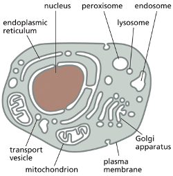 <p>Plasma membrane </p>