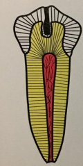 <p>dx </p>
