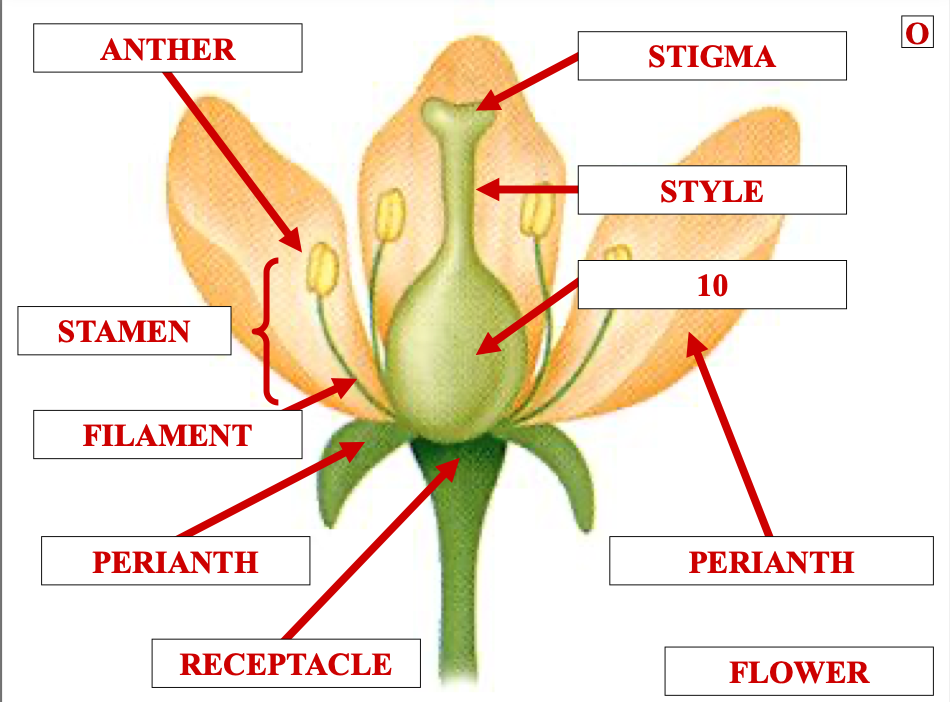 <p>name structure 10</p>