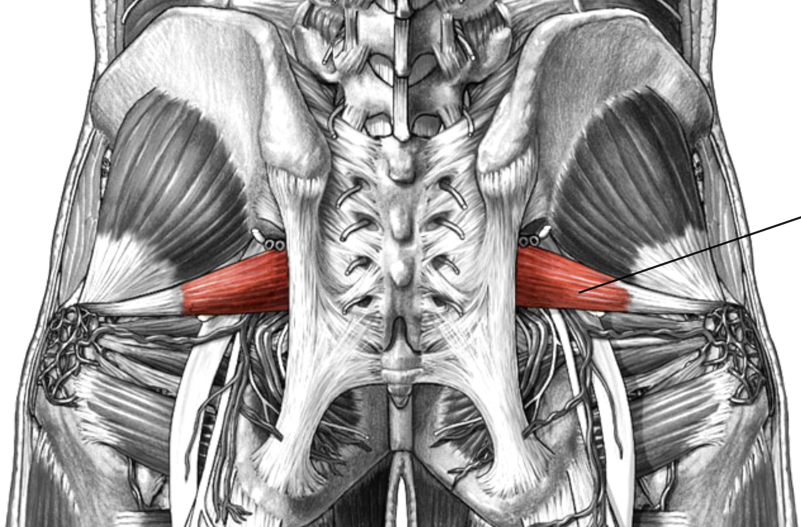 <p>Which muscle of the femur is:</p><ul><li><p>Superior to superior gemellus</p></li><li><p>Action: lateral rot &amp; abducts hip</p></li><li><p>Nerve: sacral plexus</p></li></ul><p></p>