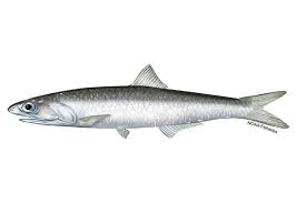 <p>Family Engraulidae</p>