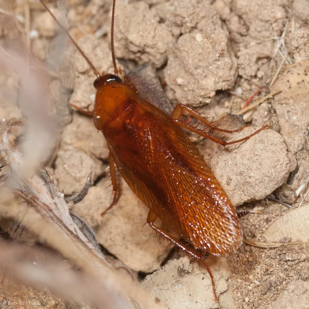 <p>Wood roaches</p>