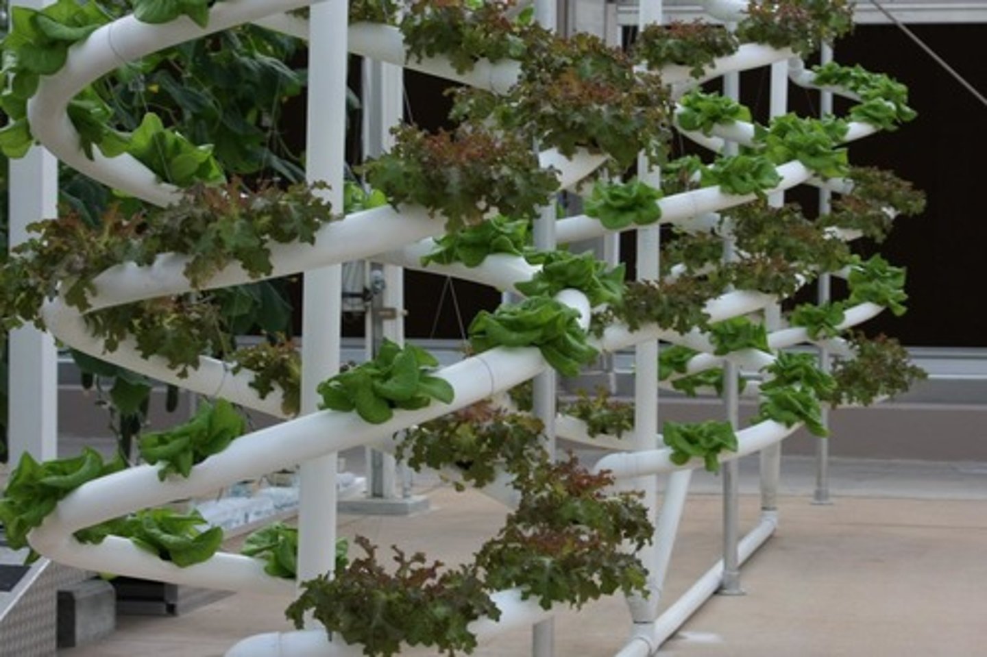 <p>Involves the growth of crops in a nutrient solution, rather than a solid growth medium. </p><p>It is usually carried out in greenhouses as part of an intensive system. </p><p>Productivity is maximised by controlling limiting factors as much as possible.</p>