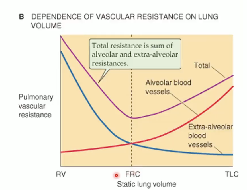<ul><li><p><strong><span>Alveolar resistance ↑ with inflation</span></strong></p></li><li><p><strong><span>Extra-alveolar resistance ↓ with inflation</span></strong></p></li><li><p><strong><span>Total PVR lowest at FRC</span></strong></p></li></ul><div data-type="horizontalRule"><hr></div><p>MI HY: </p><p>the lowest resistance to blood flow in pulmonary system and the functional residual capacity. Total uh resistance will increase if we inhale up total lung capacity and resistance will also increase if we exhale everything down to the residual volume.</p>