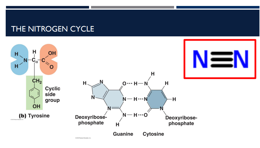 <p>What Is the Nitrogen Cycle?</p>