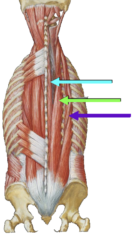 <p>What is the green arrow locating in this image?</p>