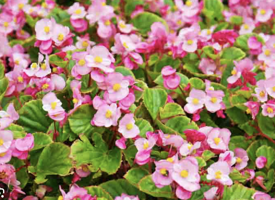 <p>Wax Leaf Begonia</p>