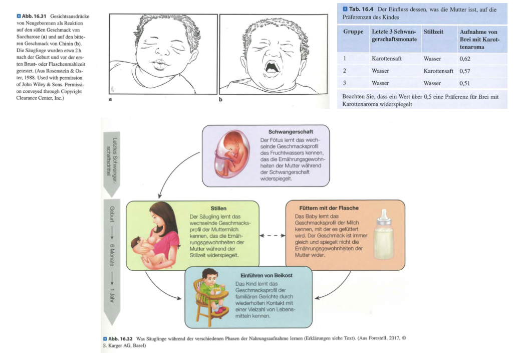<p class=""><span data-name="check_mark_button" data-type="emoji">✅</span> <strong>Kurzversion:</strong><br><strong>Neugeborene zeigen angeborene Reaktionen</strong> auf Geschmacks- und Geruchsstoffe (z. B. Süsses positiv, Bitteres negativ). <strong>Pränatale und frühkindliche Erfahrungen</strong>, z. B. über Fruchtwasser oder Muttermilch, <strong>prägen spätere Vorlieben</strong> und fördern ein gesundes Essverhalten.</p><div data-type="horizontalRule"><hr></div><p class=""><span data-name="brain" data-type="emoji">🧠</span> <strong>Langversion:</strong></p><p> <span data-name="baby" data-type="emoji">👶</span> <strong>Frühe Geschmacks- und Geruchswahrnehmung:</strong></p><ul><li><p class=""><strong>Neugeborene erkennen Geschmäcker:</strong></p><ul><li><p class=""><strong>Süss (Saccharose):</strong> positive Mimik</p></li><li><p class=""><strong>Bitter (Chinin):</strong> Abwehrreaktionen</p></li></ul></li></ul><p class=""></p><ul><li><p class=""><strong>Geruch:</strong></p><ul><li><p class=""><strong>Angenehm (Vanille):</strong> positiv</p></li><li><p class=""><strong>Unangenehm (Fisch):</strong> negativ</p></li></ul></li></ul><div data-type="horizontalRule"><hr></div><p> <span data-name="salt" data-type="emoji">🧂</span> <strong>Entwicklung der Präferenzen:</strong></p><ul><li><p class=""><strong>Salz</strong> wird erst ab einigen Monaten <strong>zunehmend akzeptiert</strong></p></li><li><p class="">Ursache: Reifung salzsensitiver Rezeptoren + frühe Lernerfahrungen</p></li></ul><div data-type="horizontalRule"><hr></div><p> <span data-name="pregnant_woman" data-type="emoji">🤰</span><span data-name="baby_bottle" data-type="emoji">🍼</span> <strong>Einfluss pränataler und frühkindlicher Erfahrungen:</strong></p><ul><li><p class=""><strong>Fruchtwasser enthält Aromastoffe</strong> aus der Ernährung der Mutter<br>→ <strong>Fötus schluckt täglich ~500 ml</strong><br>→ Geschmack wird gelernt<br>→ <strong>Karottenstudie:</strong> Karottensaft in SS/Stillzeit → spätere Karottenakzeptanz</p></li></ul><p class=""></p><ul><li><p class=""><strong>Muttermilch passt sich an Ernährung der Mutter an</strong><br>→ bietet geschmackliche Vielfalt<br>→ erhöht später die Akzeptanz von z. B. Gemüse</p></li></ul><div data-type="horizontalRule"><hr></div><p> <span data-name="house" data-type="emoji">🏠</span> <strong>Langfristige Einflüsse:</strong></p><ul><li><p class="">Familiäre Ernährungsmuster prägen Geschmacksvorlieben dauerhaft</p></li><li><p class=""><strong>Früher Kontakt mit gesunder Vielfalt</strong> → bessere Basis für gesundes Essverhalten</p></li></ul><div data-type="horizontalRule"><hr></div><p> <span data-name="brain" data-type="emoji">🧠</span> <strong>Fazit:</strong></p><p class="">Die <strong>Grundlage für spätere Geschmacksvorlieben</strong> wird <strong>bereits vor und kurz nach der Geburt gelegt</strong> – durch angeborene Präferenzen und frühe geschmackliche Lernerfahrungen.</p>