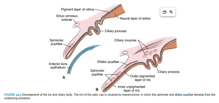 <p> LENS</p><p>Shortly after formation of the lens vesicle (Fig. 20.2C), cells of the posterior wall begin to elongate anteriorly and form long fibers that gradually fill the lumen of the vesicle (Fig. 20.3). By the end of the seventh week, these primary lens fibers reach the anterior wall of the lens vesicle. Growth of the lens is not finished at this stage, however, because new (secondary) lens fibers are continuously added to the central core.</p>