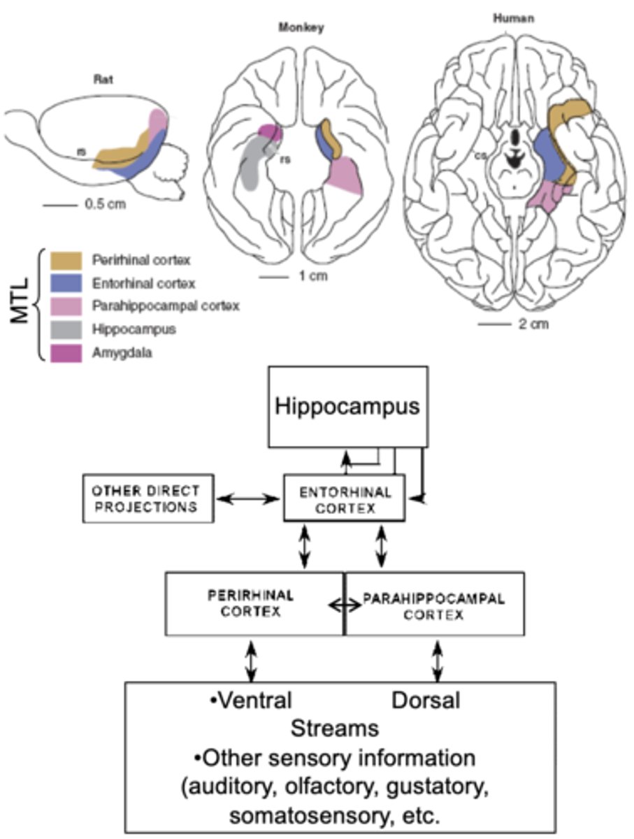 <p>- MTL at end of visual-processing hierarchy, combining inputs from ventral and dorsal stream, and receives additional inputs from other sensory modalities.</p><p>- Can elaborate visual representations further and generate multi-modal representations.</p>